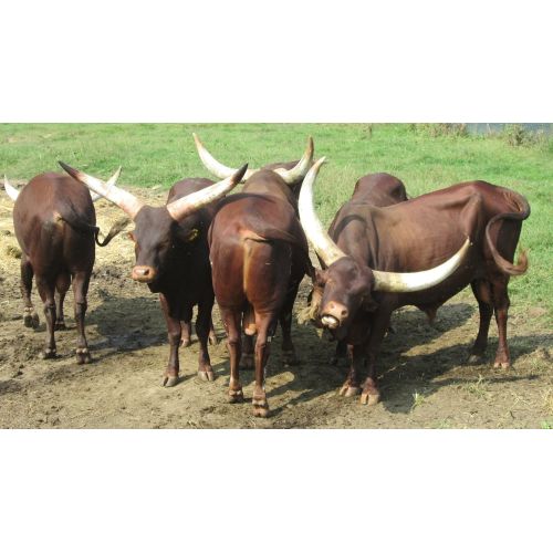 Ankole-Watusi Sığırı Posteri