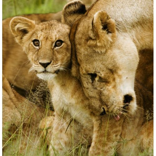 Lion Cub Poster The Lion Cub Poster features a beautiful image of a young lion cub, showcasing its vibrant fur and curious