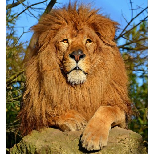 Aslan Posteri