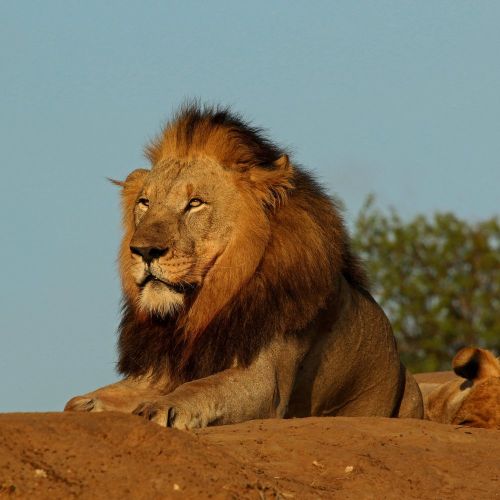 Aslan Posteri