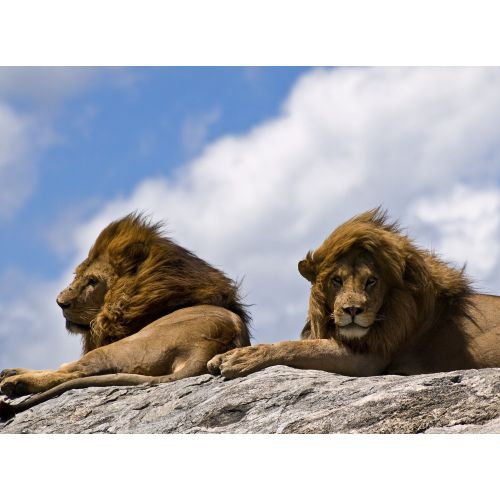Rock Lions Poster Rock Lions Poster