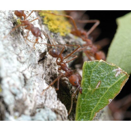 Red Ant Poster