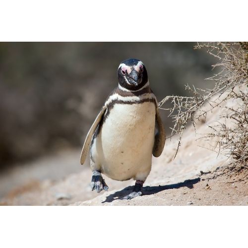 Macellan Pengueni Posteri Macellan Pengueni Posteri