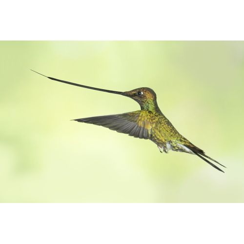 Sword-Billed Hummingbird Poster Sword-Billed Hummingbird Poster