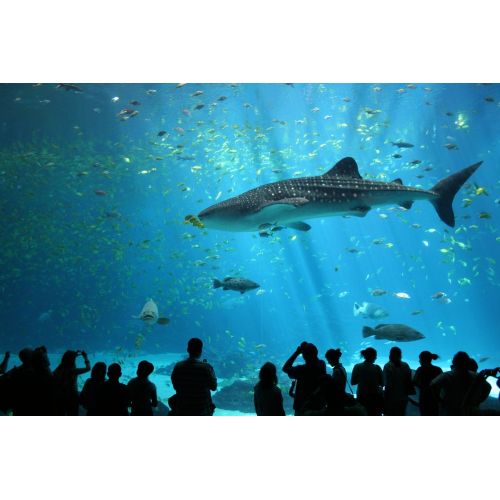 Whale Shark Poster