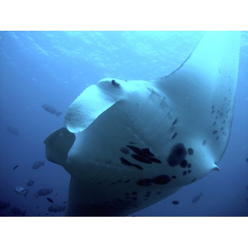 Reef Manta Ray Poster Reef Manta Ray Poster
