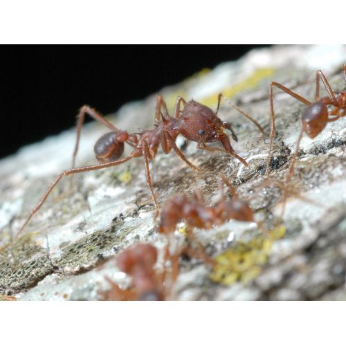 Ant Harvester Poster