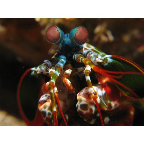 Shrimp Poster