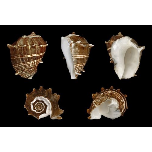 Sea Shell Melongena Poster