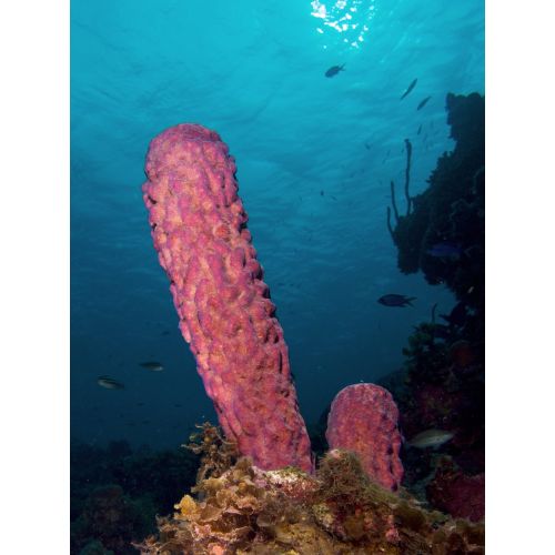 Aplysina Archeri Posteri Aplysina Archeri Posteri