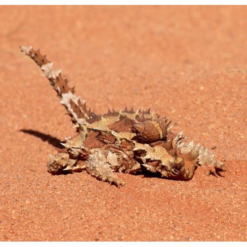 Dikenli Molok Moloch Horridus Posteri