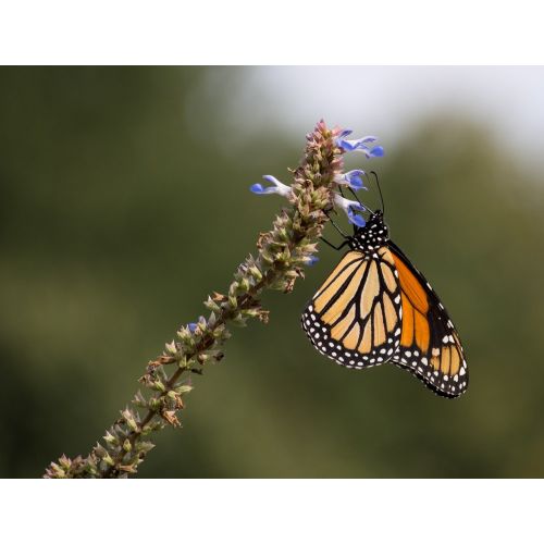 Monarch Butterfly Poster Monarch Butterfly Poster