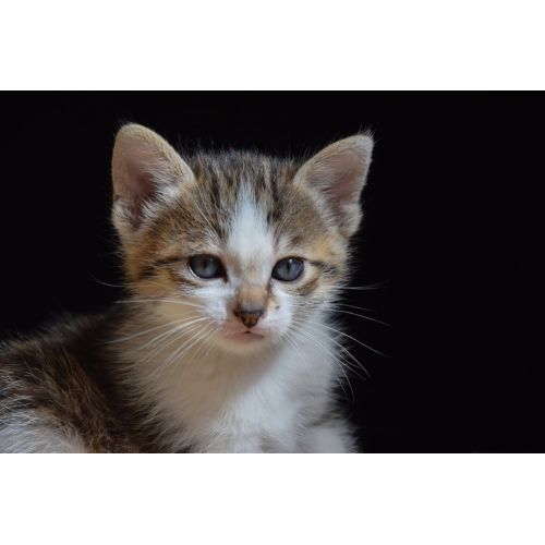 Monthly Kitten Poster Monthly Kitten Poster