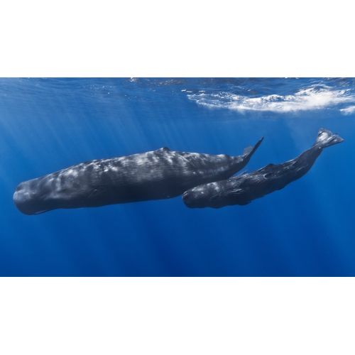 Whale Mother And Baby Poster Whale Mother And Baby Poster