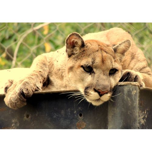 Puma Dağ Aslanı Posteri Puma Dağ Aslanı Posteri