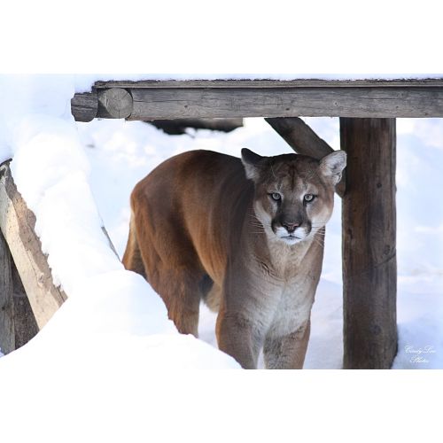 Puma Dağ Aslanı Posteri Puma Dağ Aslanı Posteri
