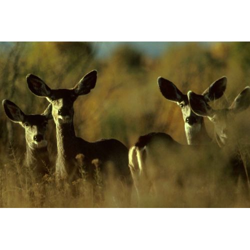 Mule Deer Poster