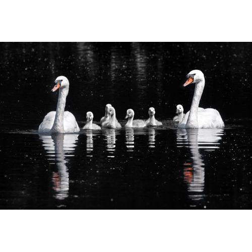 Swans Poster