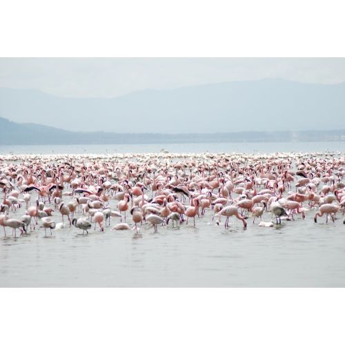 Nakuru Gölü Flamingo Posteri