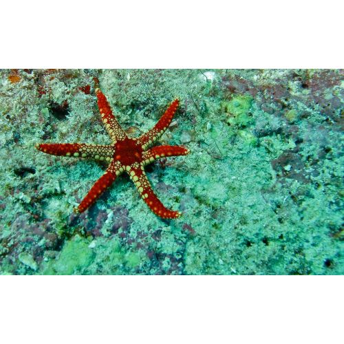 Six-Spoke Starfish Poster The Six-Spoke Starfish Poster features a detailed illustration of the unique six-spoked starfish. This
