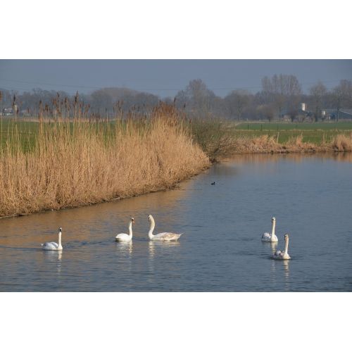 Swan Poster