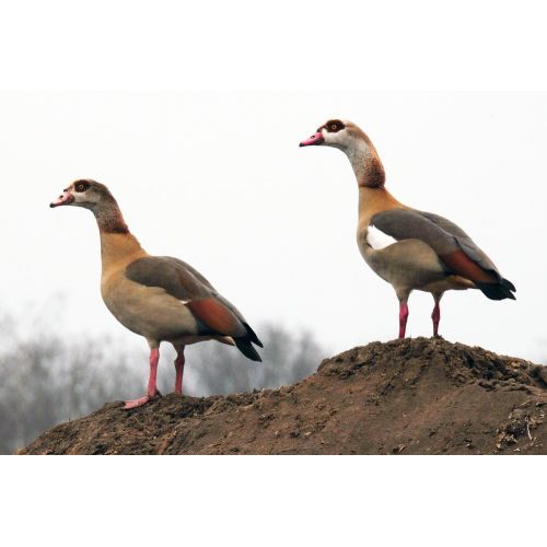Egyptian Goose Poster Egyptian Goose Poster