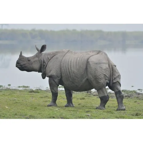 One-Horned Rhino Poster The One-Horned Rhino Poster features a stunning image of the majestic one-horned rhinoceros. This poster