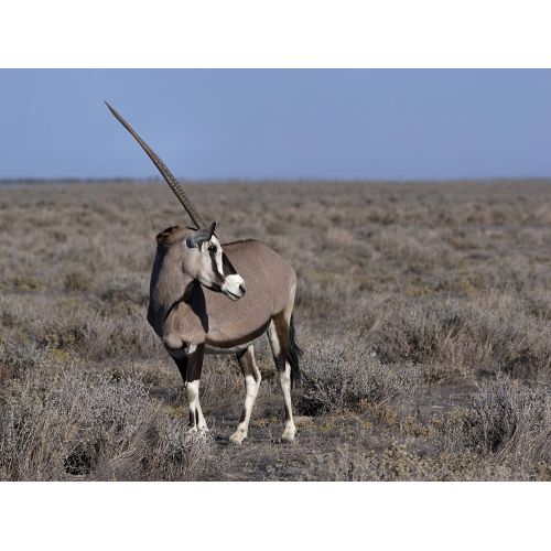Antilop Gemsbok Posteri Antilop Gemsbok Posteri