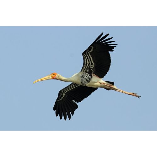 Painted Stork Poster Painted Stork Poster