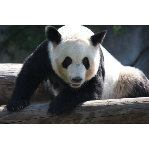 Panda Posteri