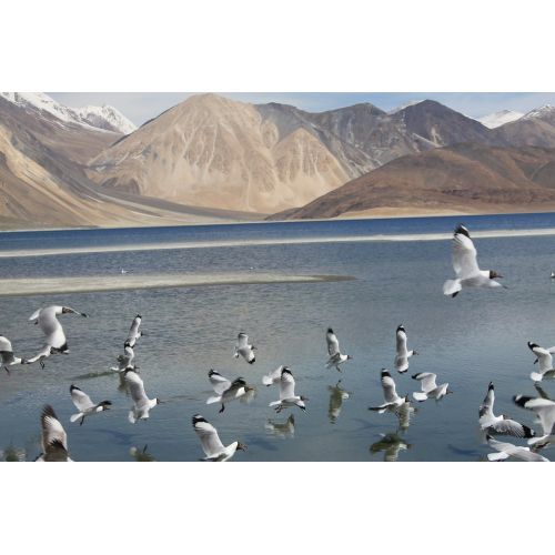 Pangong Gölü Sürü Posteri Pangong Gölü Sürü Posteri