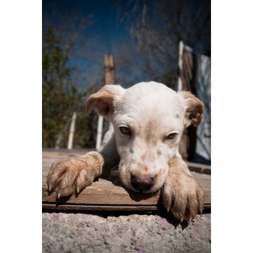 Puppy Poster