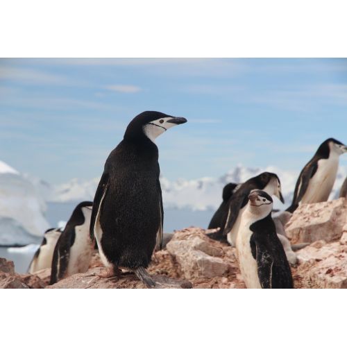Penguin Antarctica Poster The Penguin Antarctica Poster features a stunning image of a penguin in its natural habitat. The poster