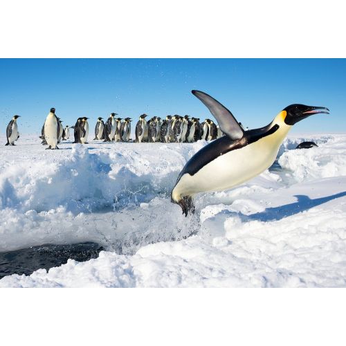 Penguen Posteri Penguen Posteri