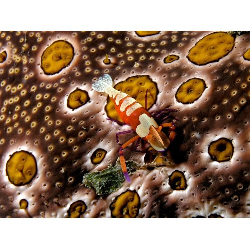 Periclimenes İmperator Posteri Periclimenes İmperator Posteri