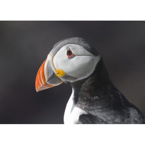 Polar Seagull Poster