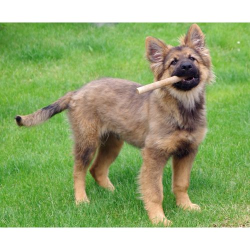 Alman Çoban Köpeği Posteri Alman Çoban Köpeği Posteri