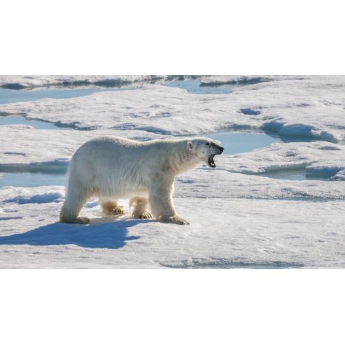 Polar Bear Poster