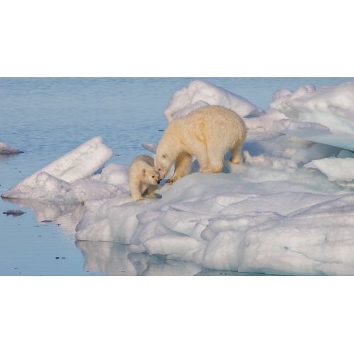 Polar Bear Female Poster