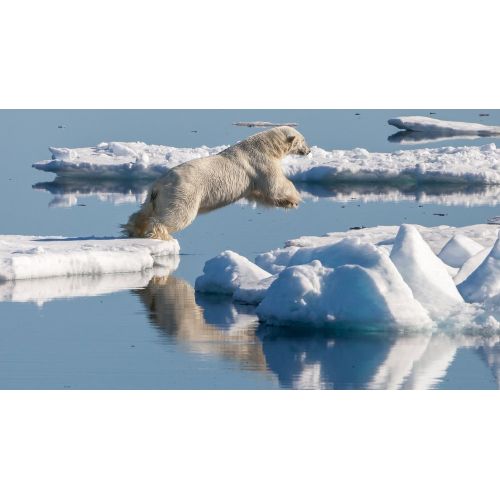 Polar Bear Poster