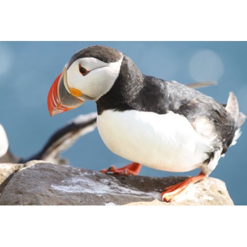 Horned Puffin Poster The Horned Puffin Poster features a stunning illustration of the unique bird, showcasing its colorful beak