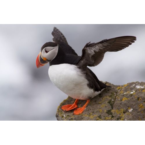 Horned Puffin Poster The Horned Puffin Poster features a vibrant and detailed illustration of the unique bird, known for its