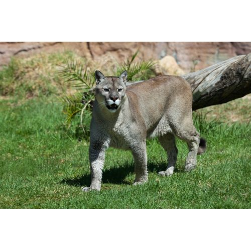 Puma Posteri Puma Posteri, vahşi dağ kedisi olan pumaların etkileyici görüntüsünü yansıtan bir kanvas baskıdır.