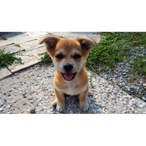 Puppy Poster