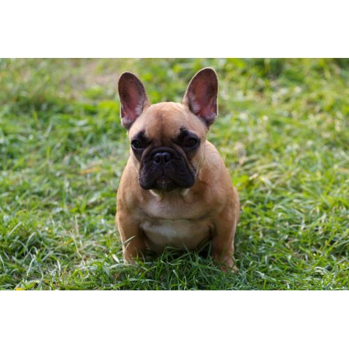 Puppy Bulldog Poster
