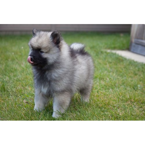 Puppy Keeshond Poster