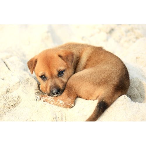 Puppy Poster