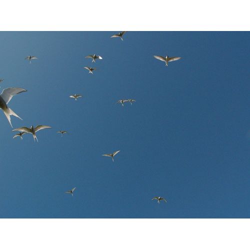Tern Poster Tern Poster