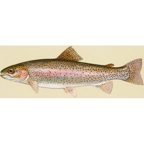 Rainbow Trout Poster