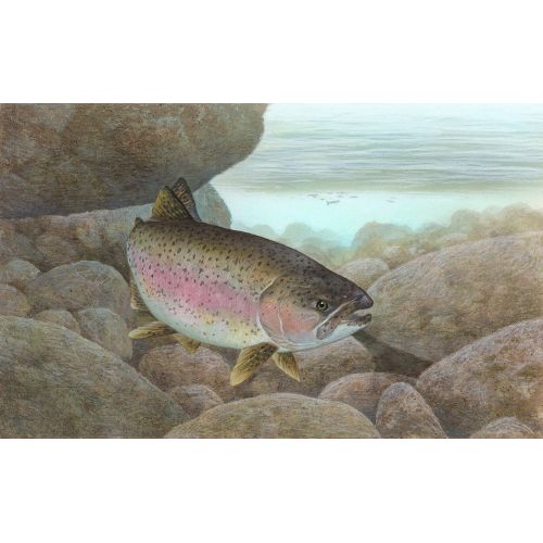 Rainbow Trout Poster